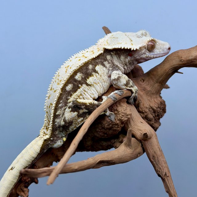 노멀 트라이 쿼드 풀핀