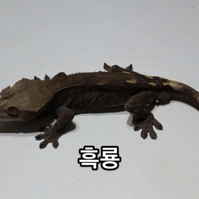 챠콜 세이블 100%헷아잔틱