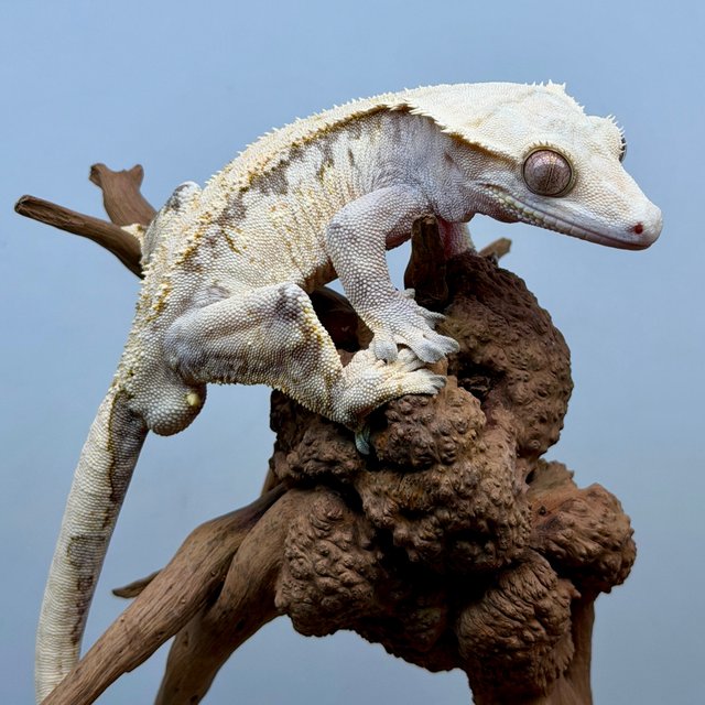 노멀 트라이 화이트스팟 화이트