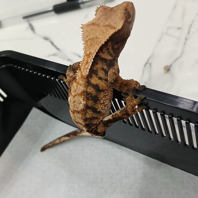 노멀 트라이 익스트림할리퀸