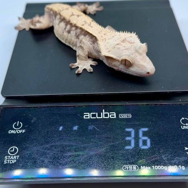 트라이 익스트림할리퀸