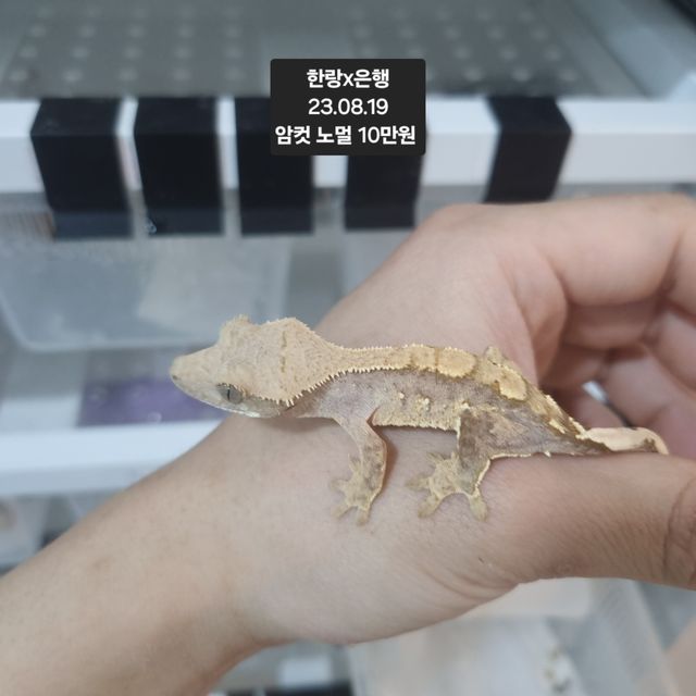 노멀