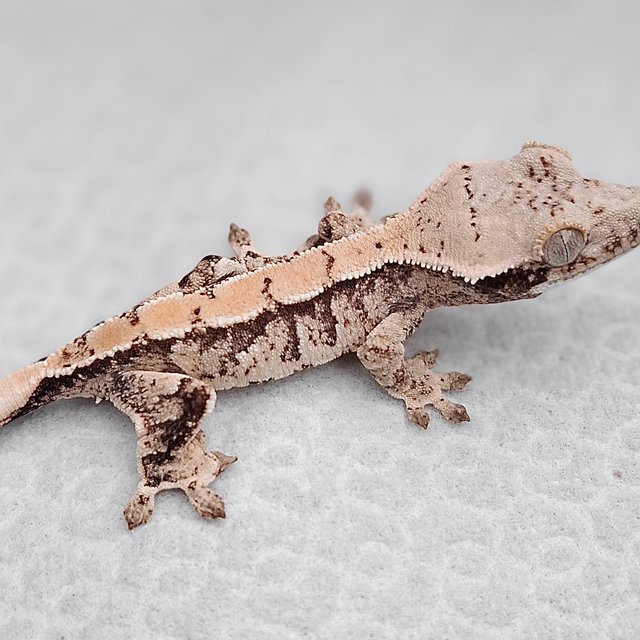 노멀 익스트림할리퀸 화이트스팟 드리피