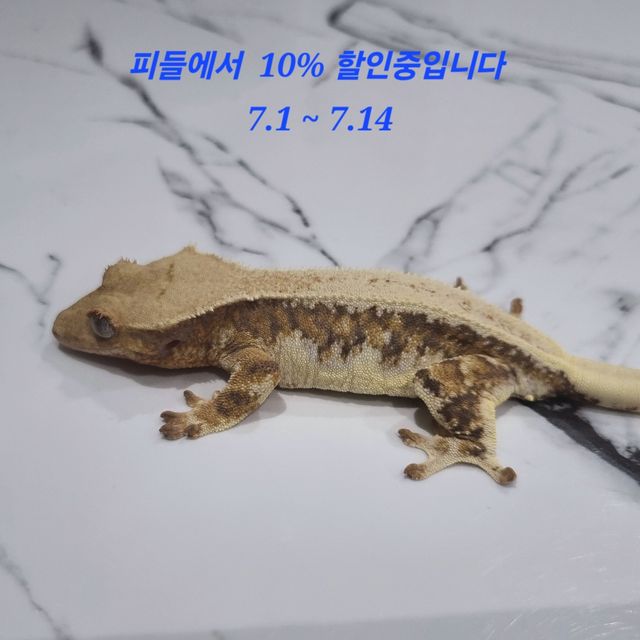 릴리화이트
