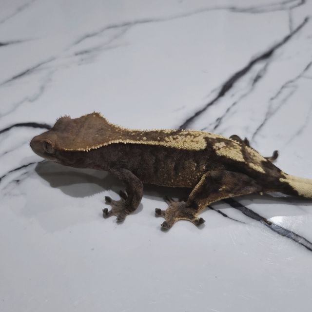 세이블