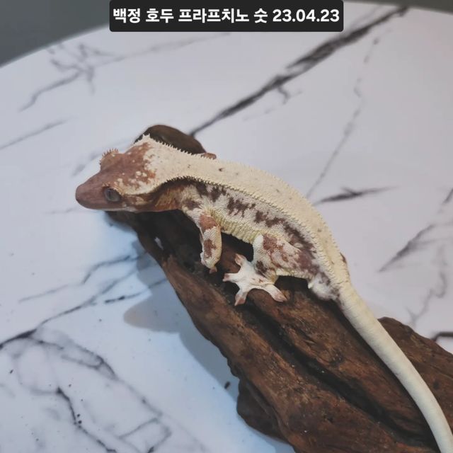 카푸치노 프라푸치노