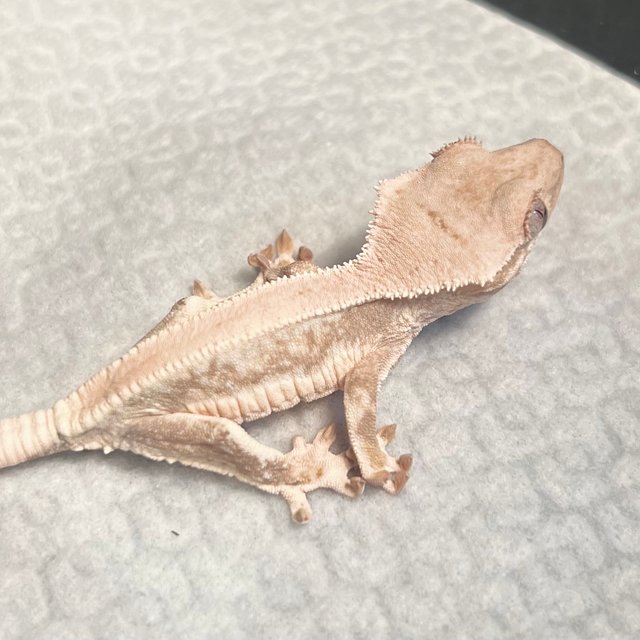 릴리화이트 솔리드백