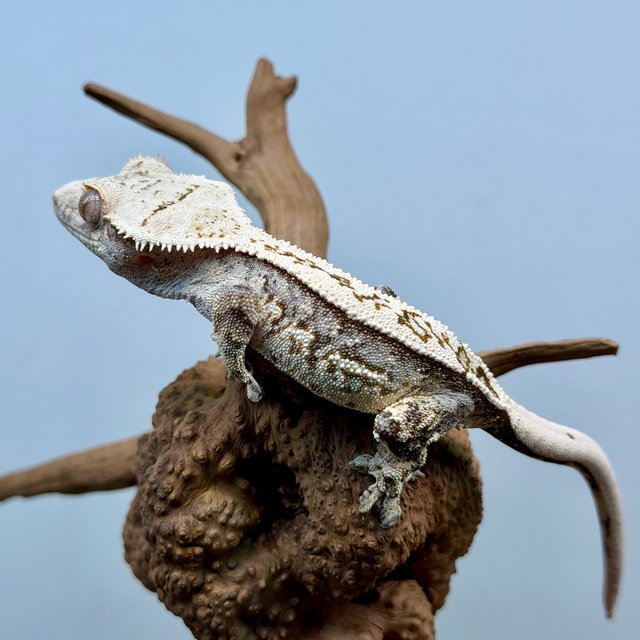 노멀 트라이 쿼드