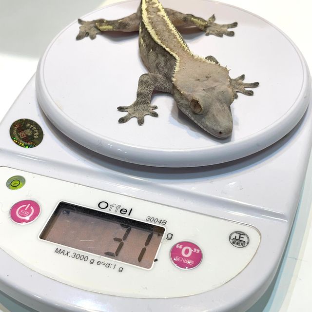세이블
