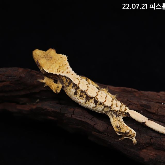 트라이 익스트림할리퀸