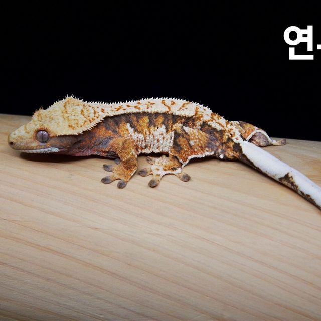 노멀 트라이 익스트림할리퀸 텐저린