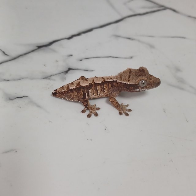 트라이 익스트림할리퀸 노멀