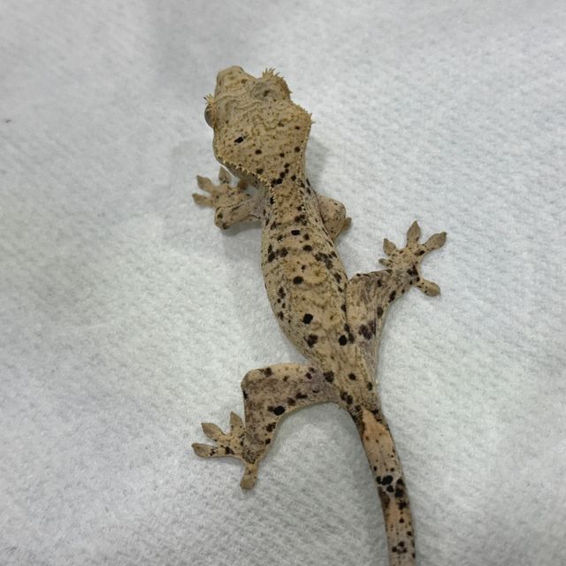 달마시안 슈퍼달마시안