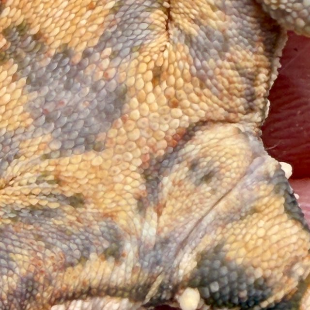 노멀 트라이 익스트림할리퀸 화이트