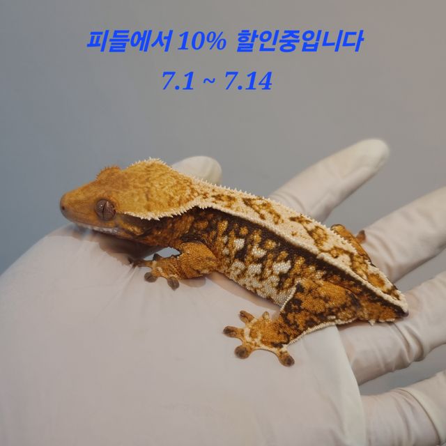 익스트림할리퀸 트라이 노멀