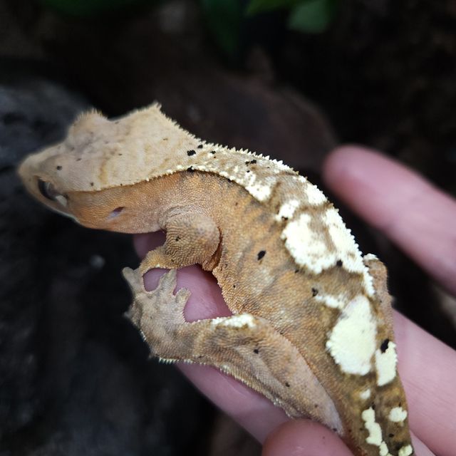 카푸치노 크림