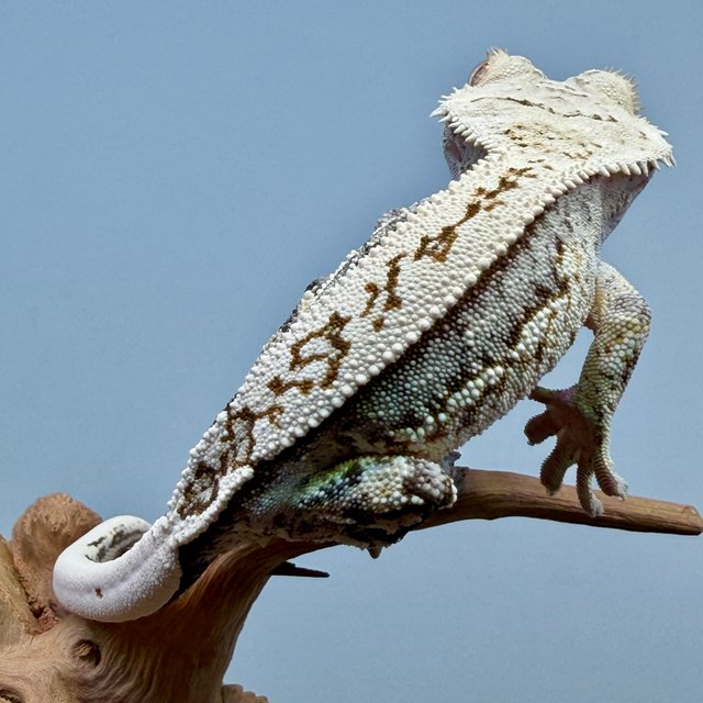 노멀 트라이 쿼드