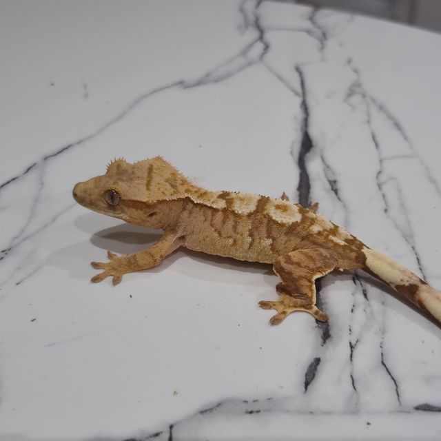 100%헷아잔틱