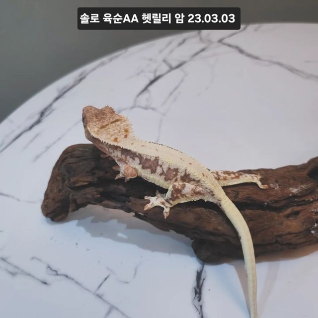 릴리100%헷아잔틱