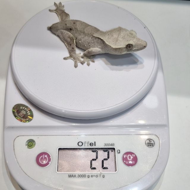 아잔틱