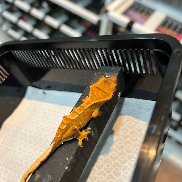 트라이 텐저린 바브