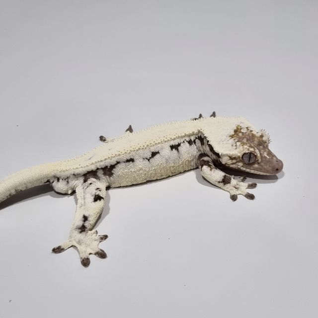 릴리 세이블