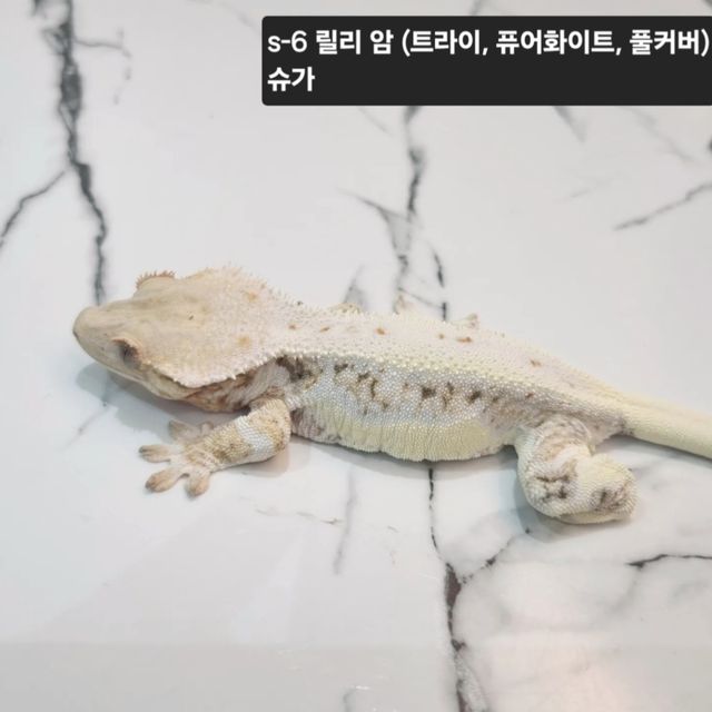 릴리화이트 트라이