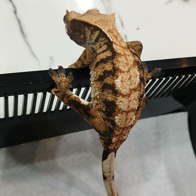 노멀 트라이 익스트림할리퀸