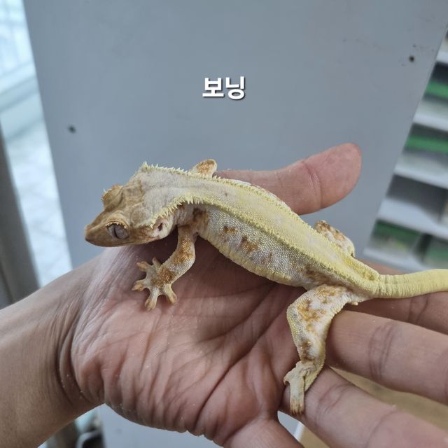 릴리화이트