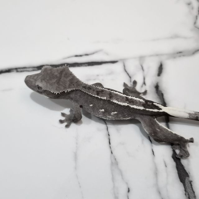아잔틱