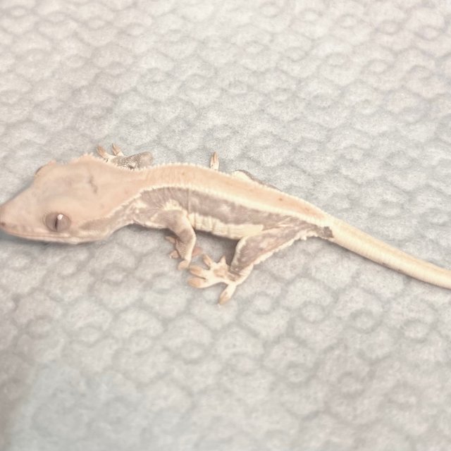 릴리화이트 솔리드백