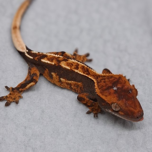 100%헷아잔틱 쿼드