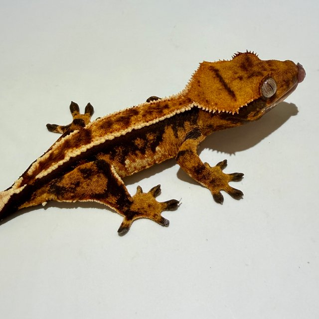 노멀 트라이 텐저린