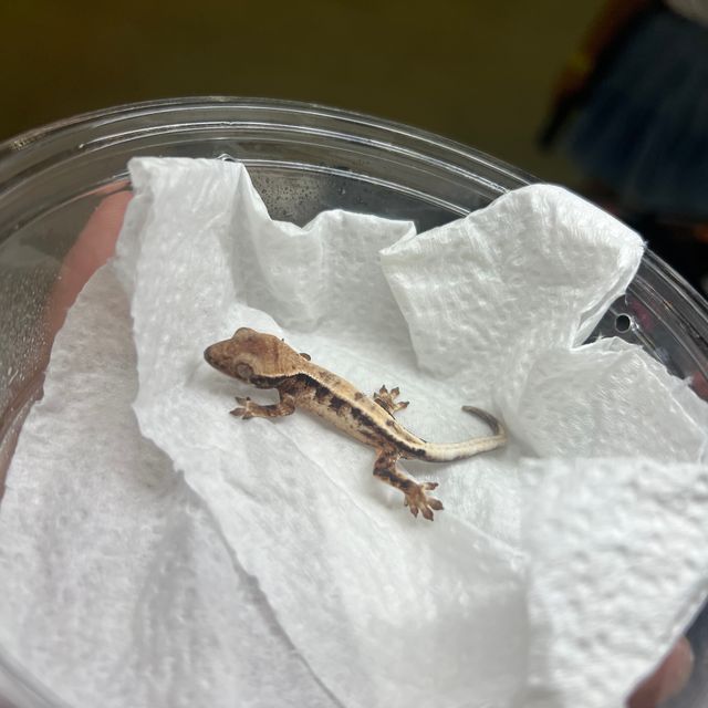 세이블