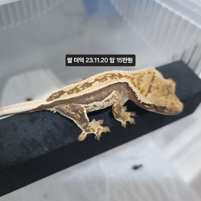 노멀