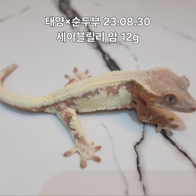 릴리 세이블