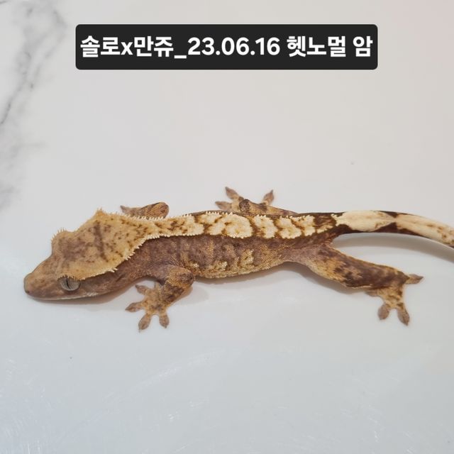 100%헷아잔틱