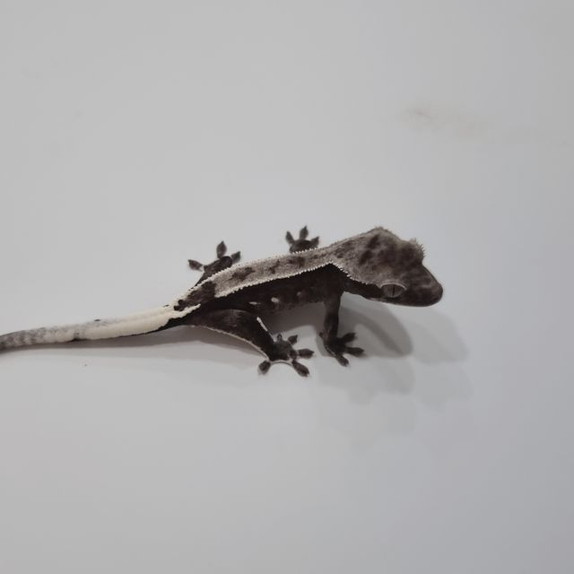 아잔틱