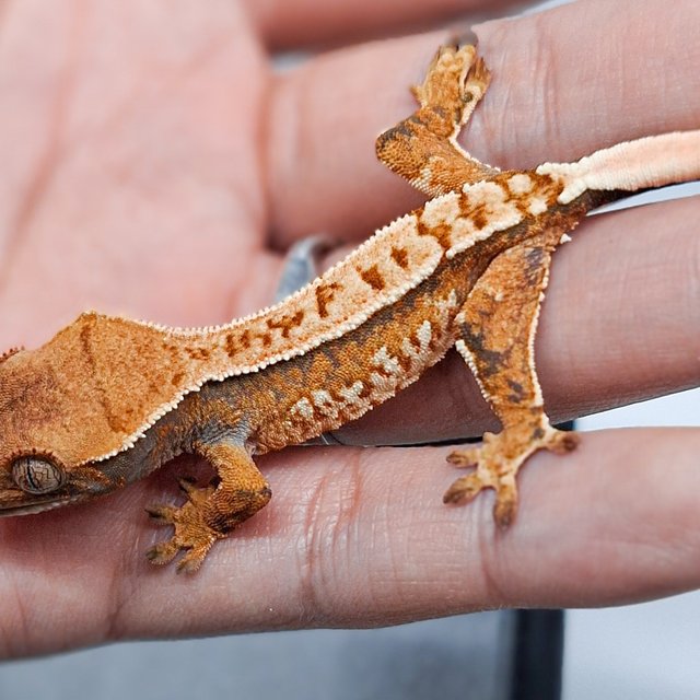 노멀 트라이 익스트림할리퀸 텐저린