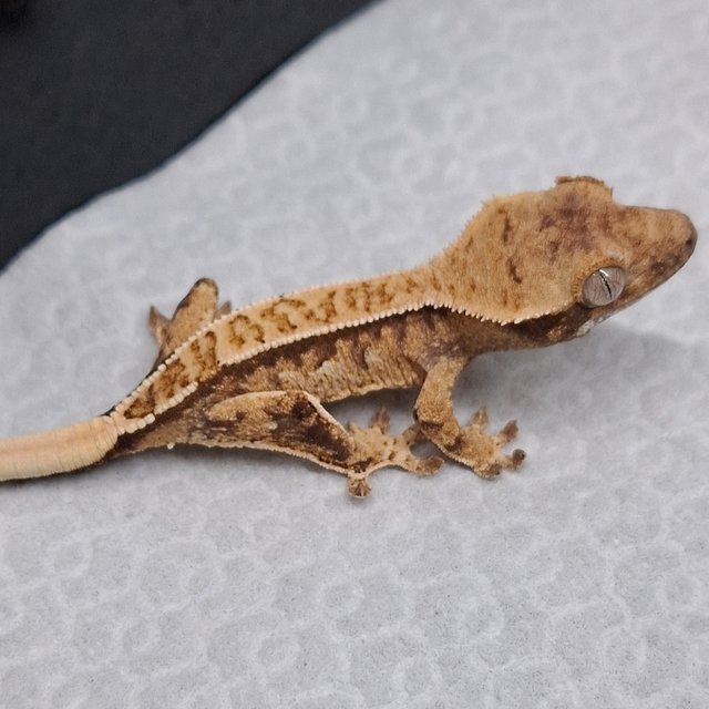 노멀 트라이 드리피 화이트스팟 익스트림할리퀸