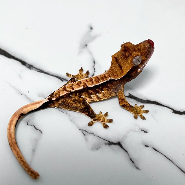 노멀 트라이 익스트림할리퀸 화이트스팟