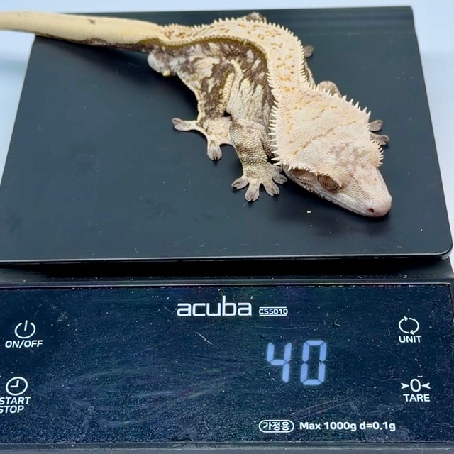 노멀 트라이 쿼드 풀핀