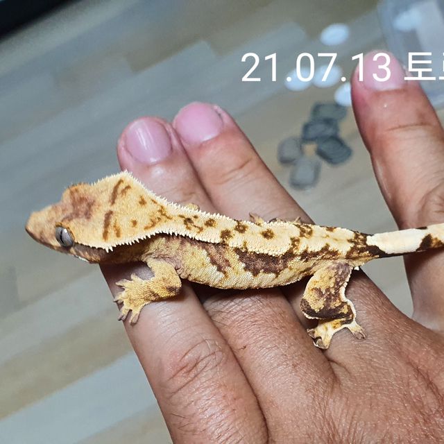노멀 트라이 익스트림할리퀸