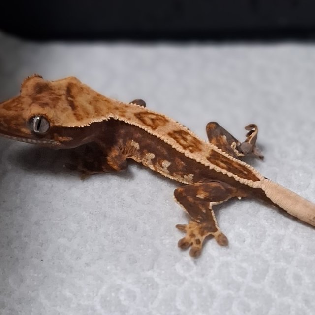 노멀 트라이 풀핀 쿼드