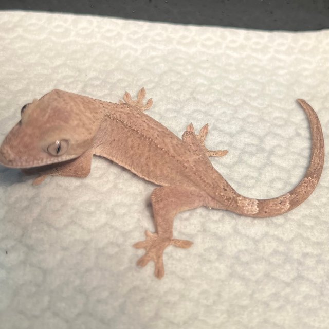 슈퍼 세이블 하이포