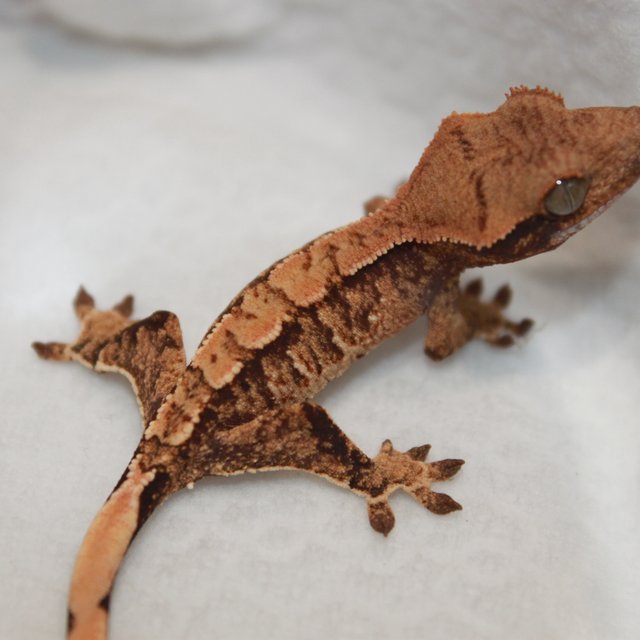 노멀 트라이 익스트림할리퀸 화이트스팟 드리피