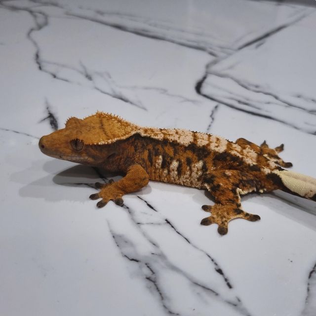 트라이 익스트림할리퀸