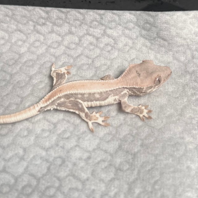 릴리화이트 솔리드백