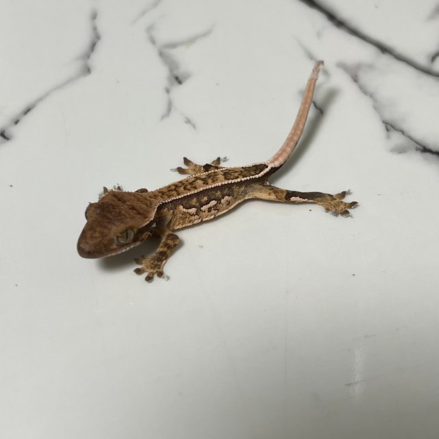 노멀 트라이 쿼드 풀핀 화이트스팟 드리피