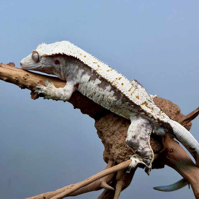 노멀 트라이 드리피 화이트 화이트스팟